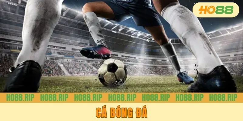 Cá Bóng Đá - Tỷ Lệ Cược Hấp Dẫn, Chiến Thắng Ngay Hôm Nay