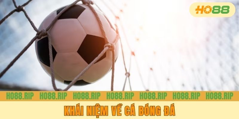 Khái niệm về cá bóng đá